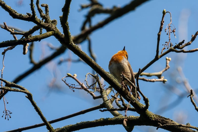 European Robin