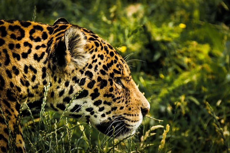 Jaguar in the Wild