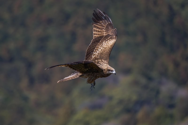 Bald Eagle